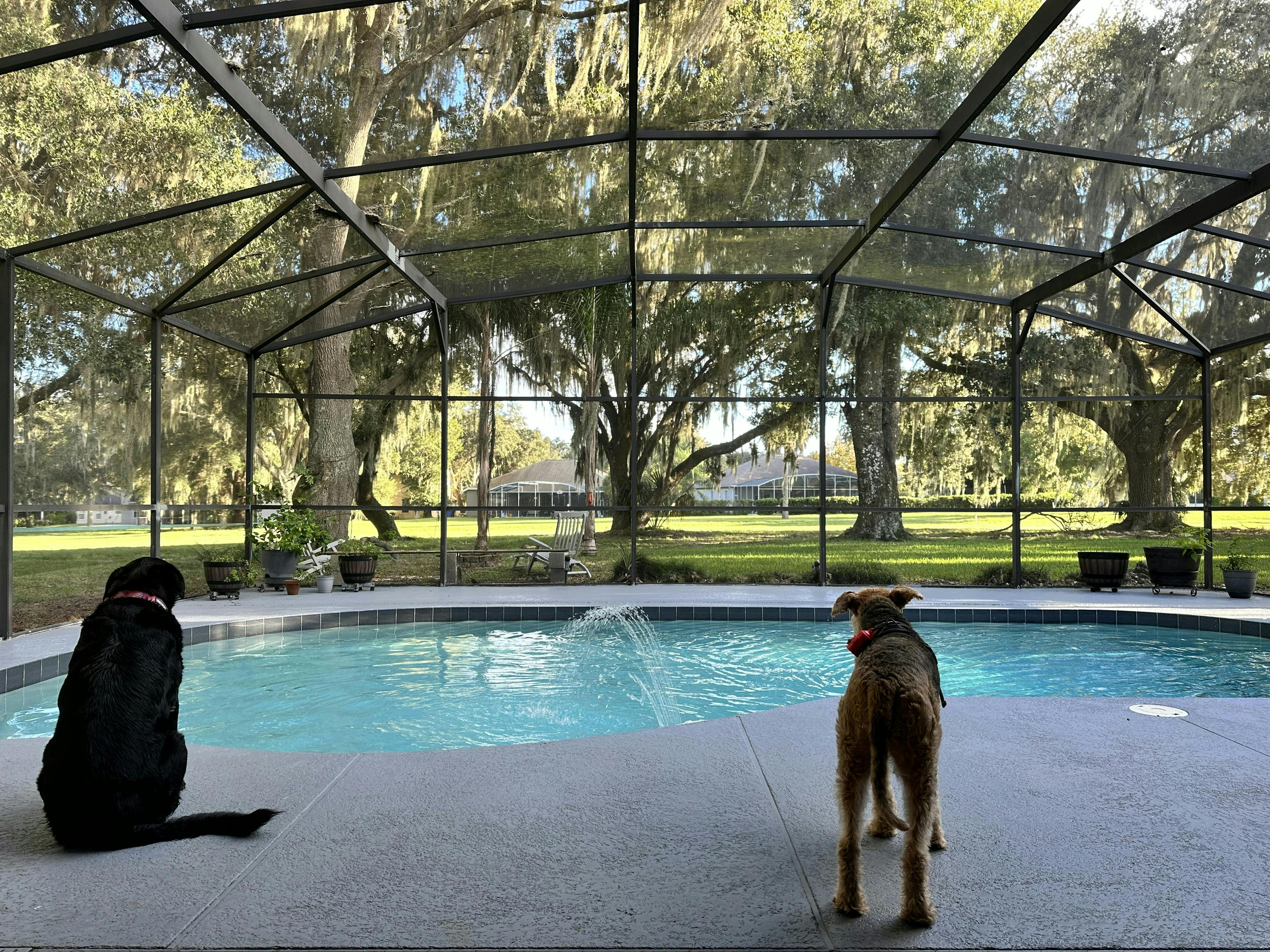 Dog friendly quiet private pool with golf course view